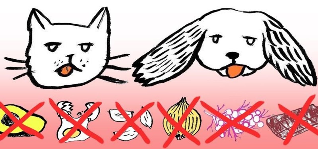 Check out the foods that should not be used for dogs and cats