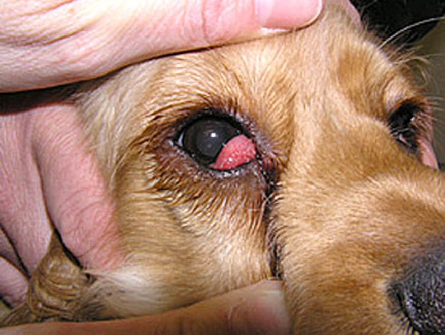 Symptoms of pterygium in dogs and effective treatment