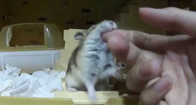 Is it okay to be bitten by a hamster and treat it when it bleeds