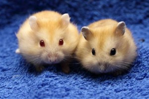 Red-Eyed Hamster – How to Care?