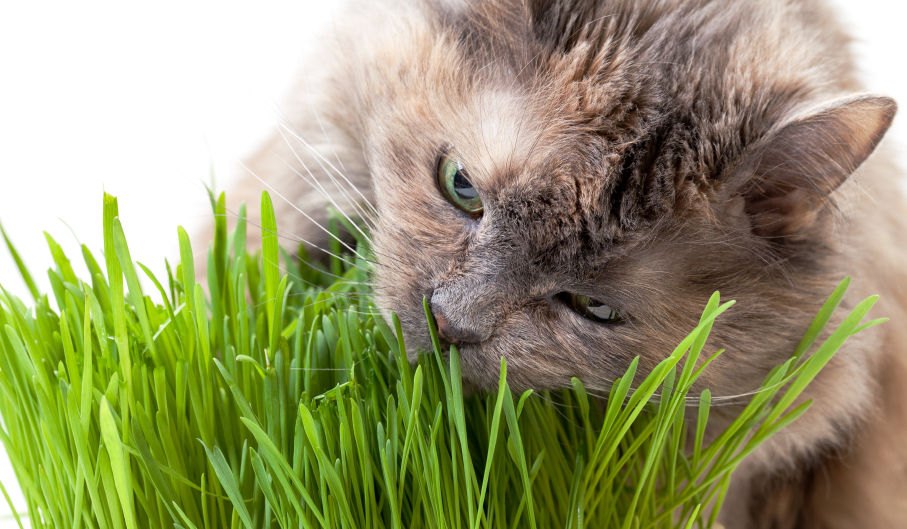 What is catnip, how does Catnip make cats high?