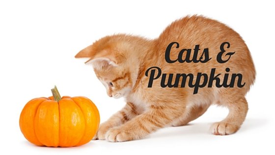 Pumpkin - Food With Many Benefits For Cats