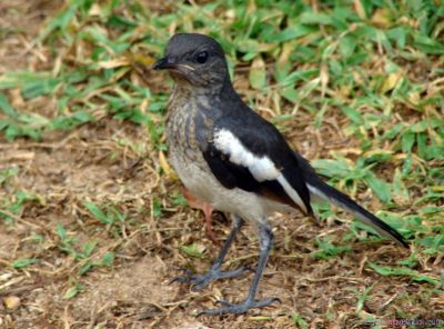 What do land warblers eat? The experience of raising land warblers