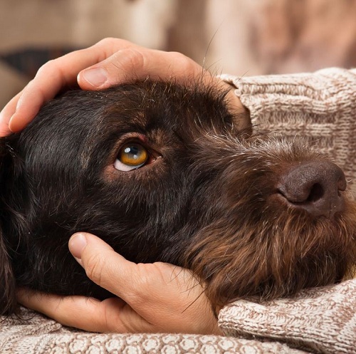 Top 6 Diseases Transmitted From Dogs, Cats to Humans that Need to be Prevented Immediately