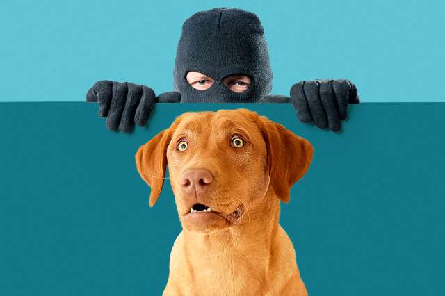 Measures to Protect Pet Dogs From Theft