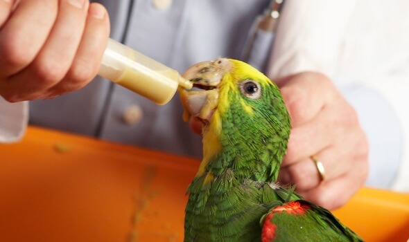 What are the effects of Vitamin E deficiency when raising Parrots?