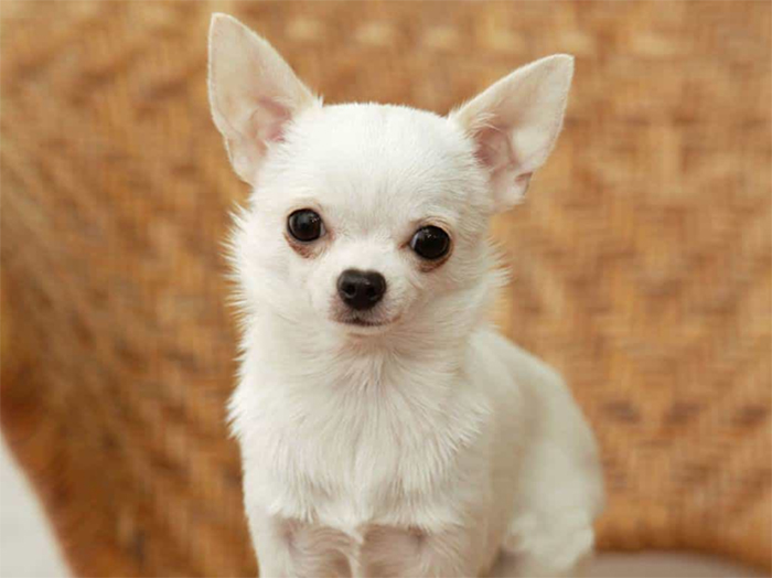 Chihuahua dogs lose hair – Causes and Treatments