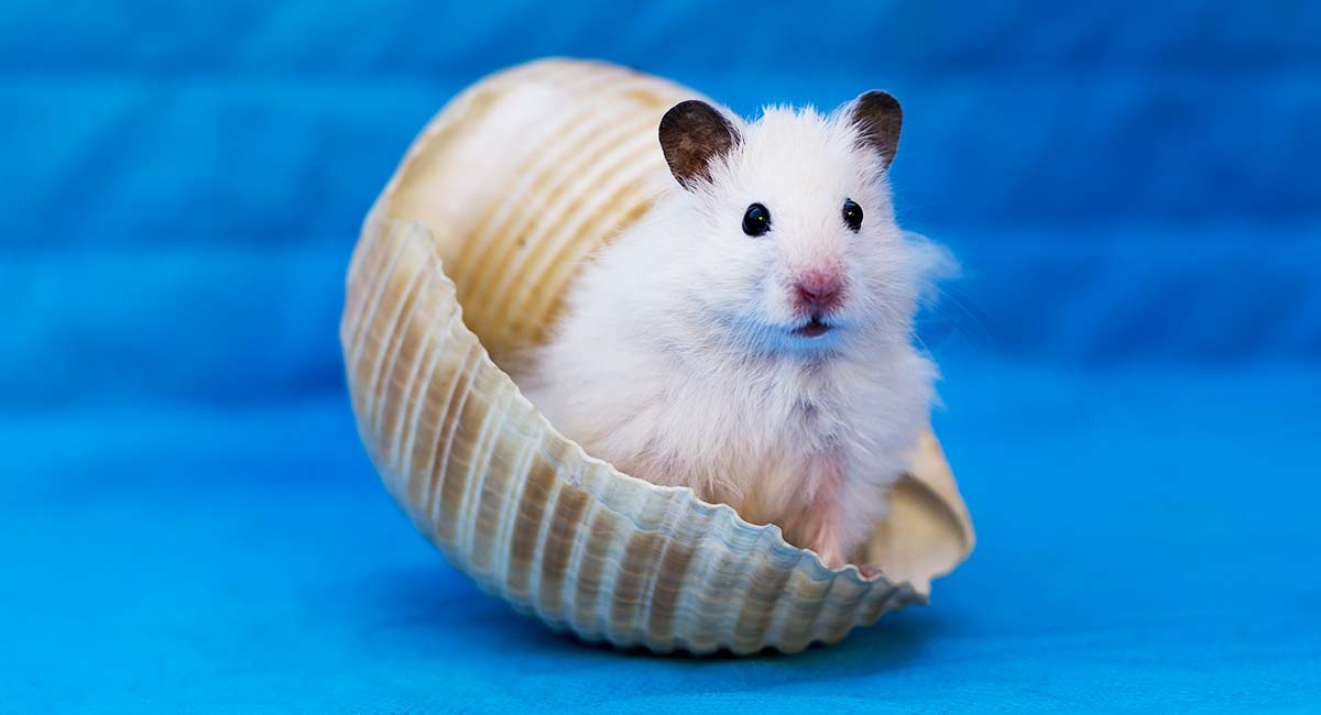 Can Hamsters Swim? What Are The Risks Of Swimming?