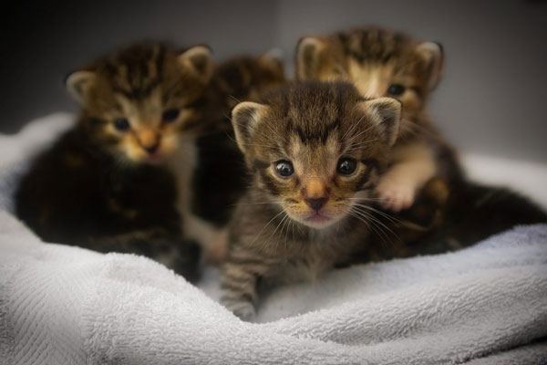 How to raise kittens to grow up fast and healthy