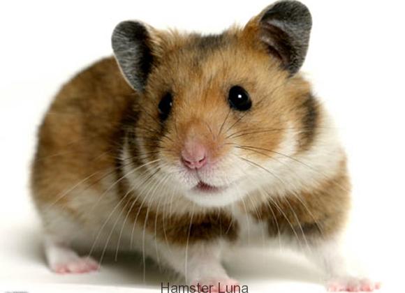 Should hamsters be kept as pets in the house?