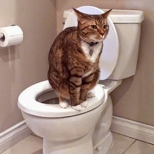 The secret to teaching cats to defecate in the right place