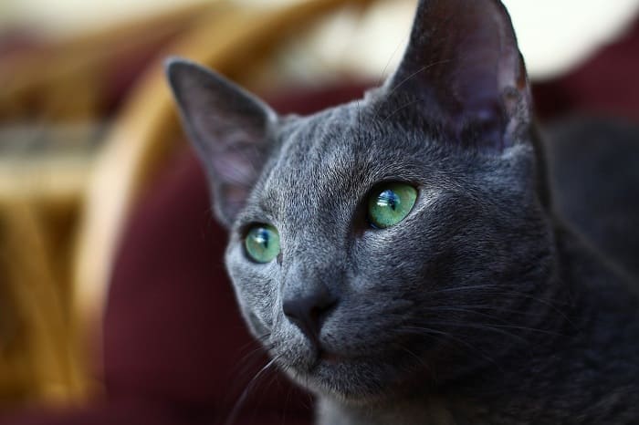 How much does a blue-eyed Russian cat cost? The secret to escape the "trick trap" when buying