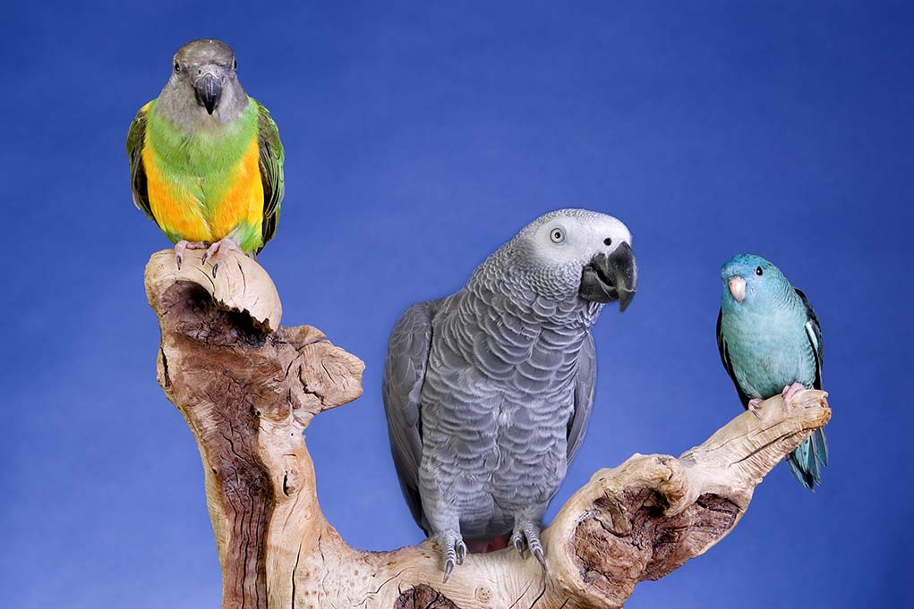 5 types of smartest parrots in the world that you can choose to keep as pets