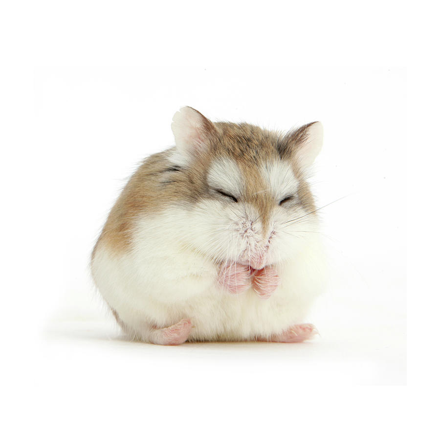 11 body language expressions of cute hamsters