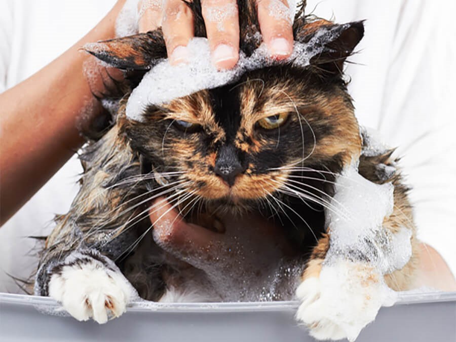 Guide you to become a professional cat bathing expert