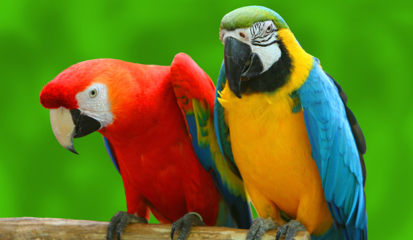 Techniques for raising and caring for beautiful and healthy parrots